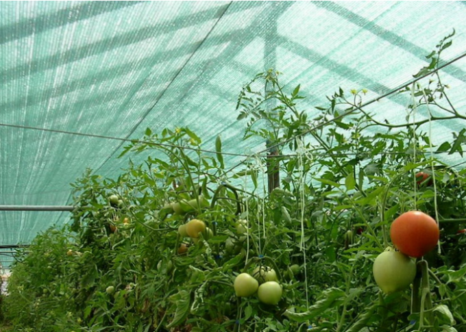 100% HDPE Blue Sun Shade Net For Agricultural Farms / Greenhouse / Horticulture