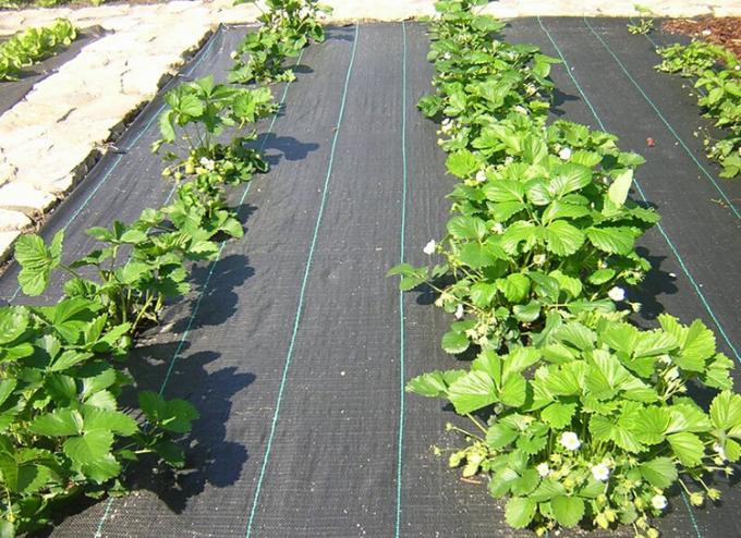 Plastic Polyethylene Weed Control Fabric With Strip Eliminates Weed Growth