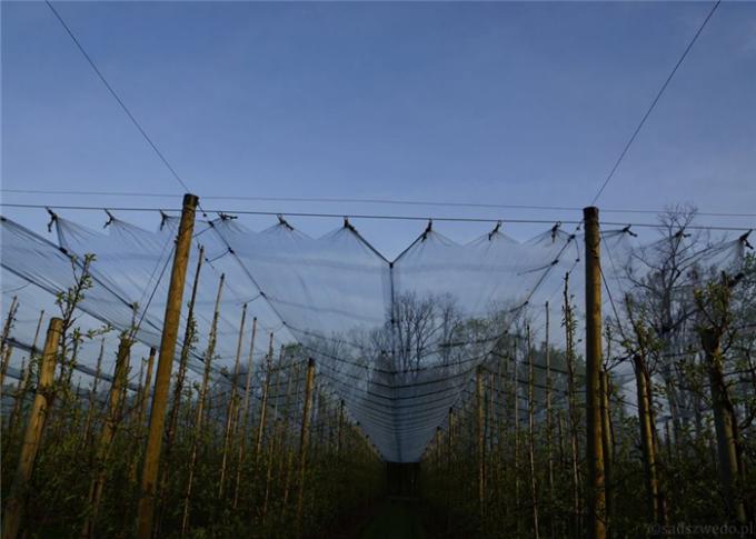 Vineyard Using Hail Netting Structures , Anti Hail Mesh For Grape Protection