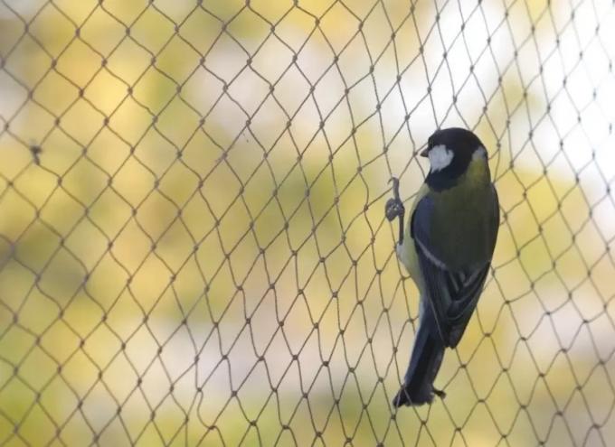 Non Conductive Bird Netting For Fruit Bushes , Black Fabric Bird Netting