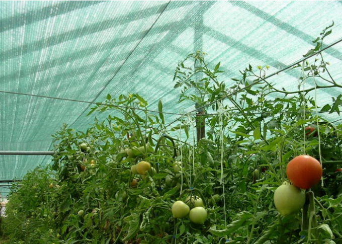 30% Agriculture Greenhouse Shading Mesh HDPE , Customized Sun Shade Screen