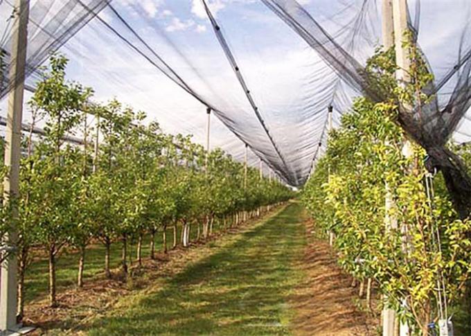 High Density Polyethylene Anti Hail Net For Commercial Crop Protection 30gsm - 50gsm