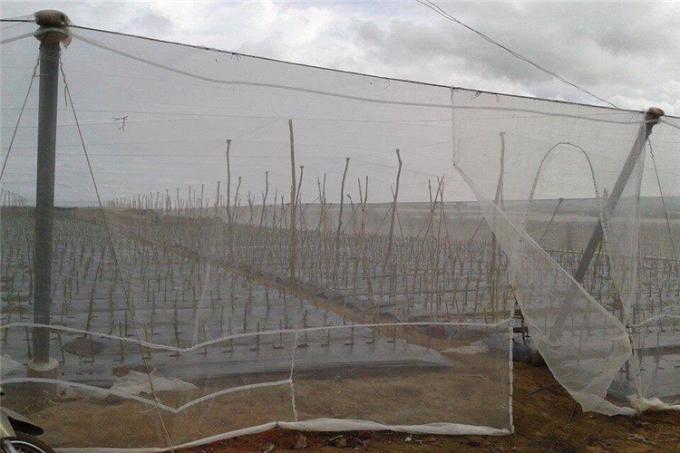 120gsm High Stabilized Anti Insect Net Used For Packing Various Vegetables