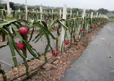 Breathable Weed Control Mesh For Earlier Cropping , Landscape Fabric In Vegetable Garden