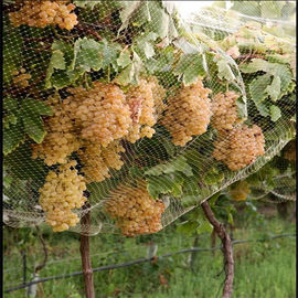 Garden Corrosion Resistance Vineyard Bird Netting , Bird Proof Netting For Fruit Trees