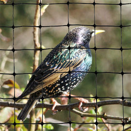 Plastic HDPE Extrusion Anti Bird Net For Agricultural vineyard