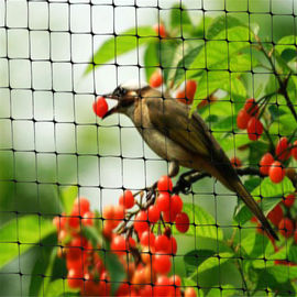 Square Mesh Bird Netting For Plants , 20gsm - 120gsm Bird Netting For Buildings